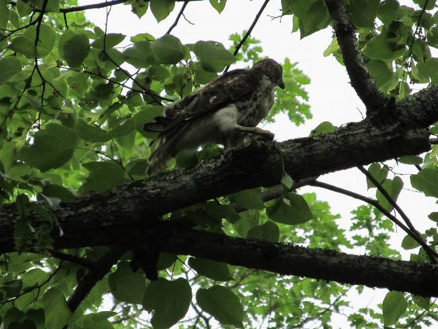 A cooper's hawk, perhaps?  It certainly had a buffet of chipmunk this year.