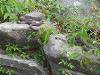 The year of  the northern water snake.  Harmless, and actually  quite beautiful. 