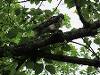 A cooper's hawk,  perhaps?  It certainly had  a buffet of chipmunk this year.